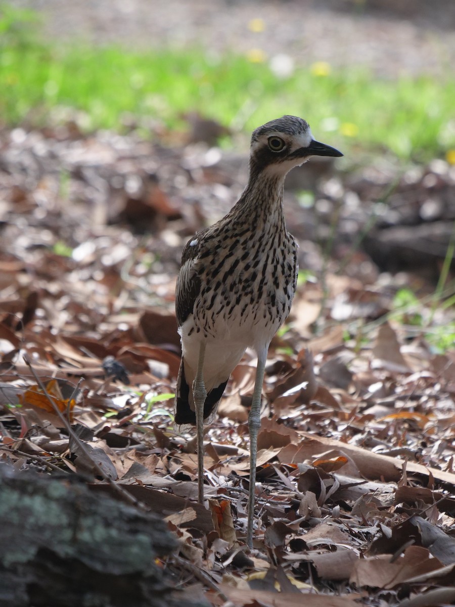 Bush Thick-knee - ML612322260