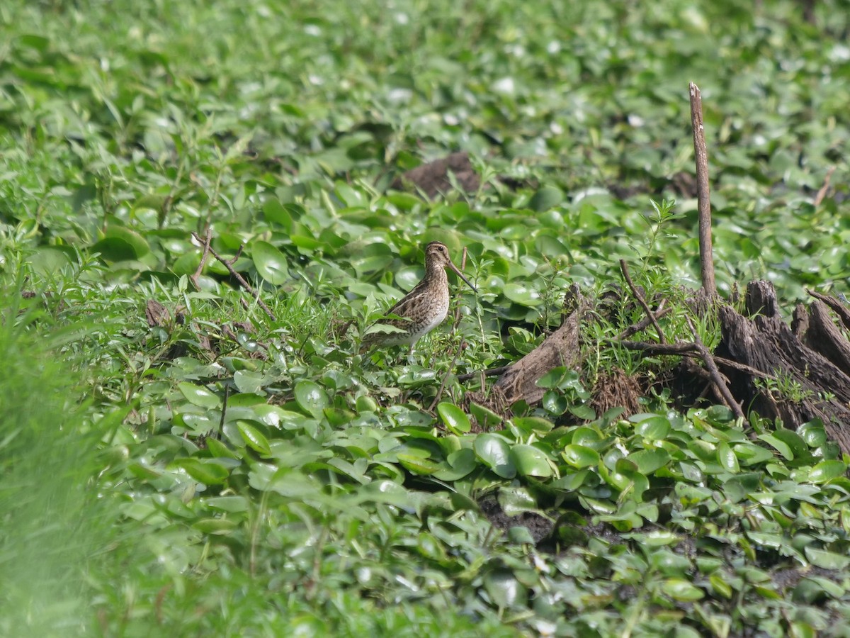 Latham's Snipe - ML612322283