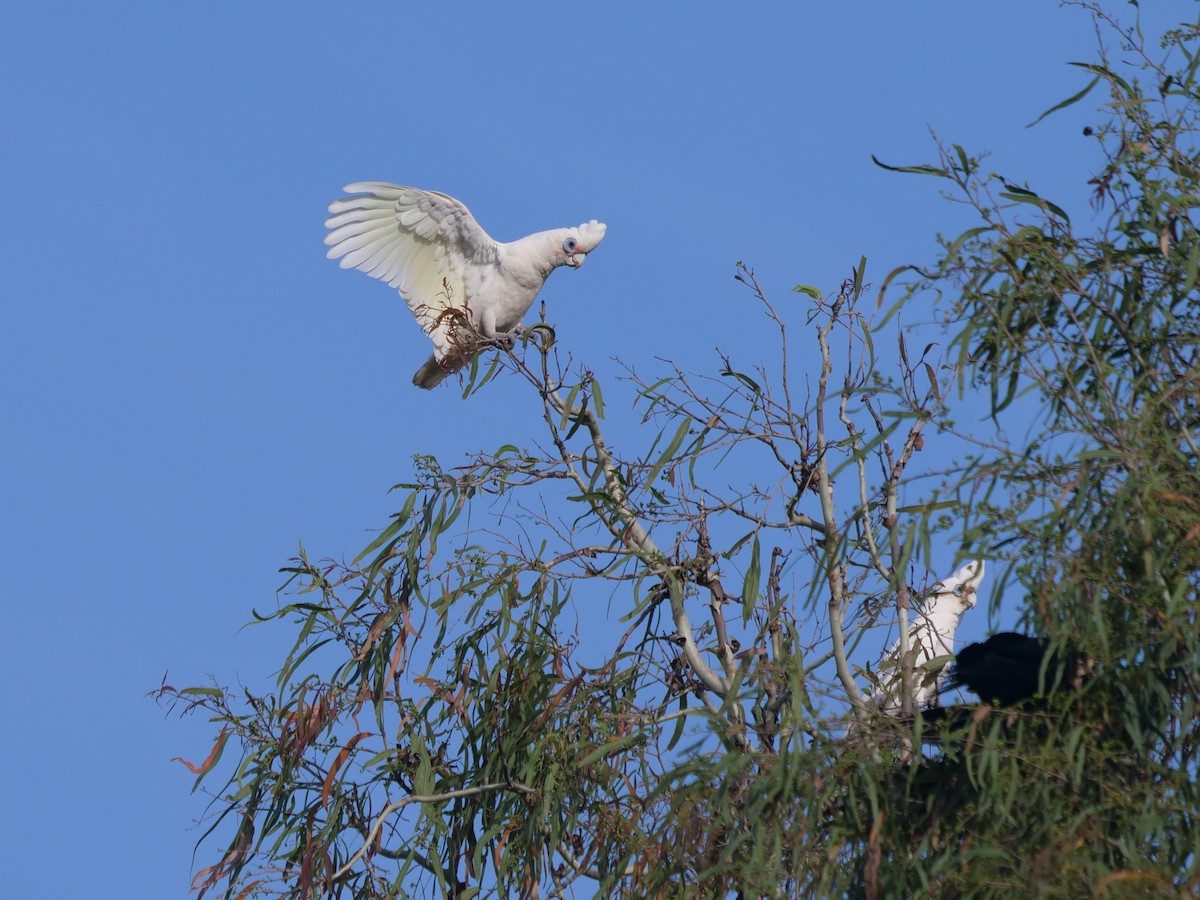 Little Corella - ML612322338