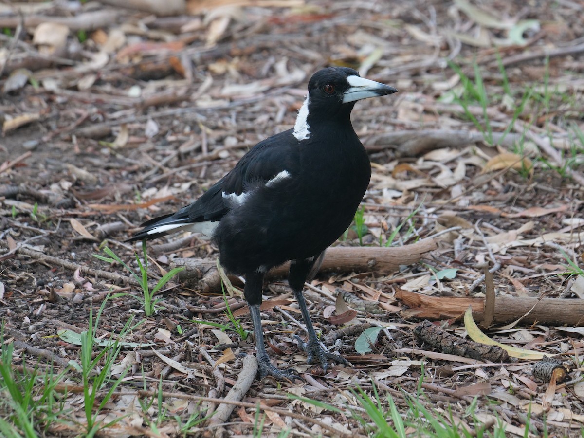 Australian Magpie - ML612322381