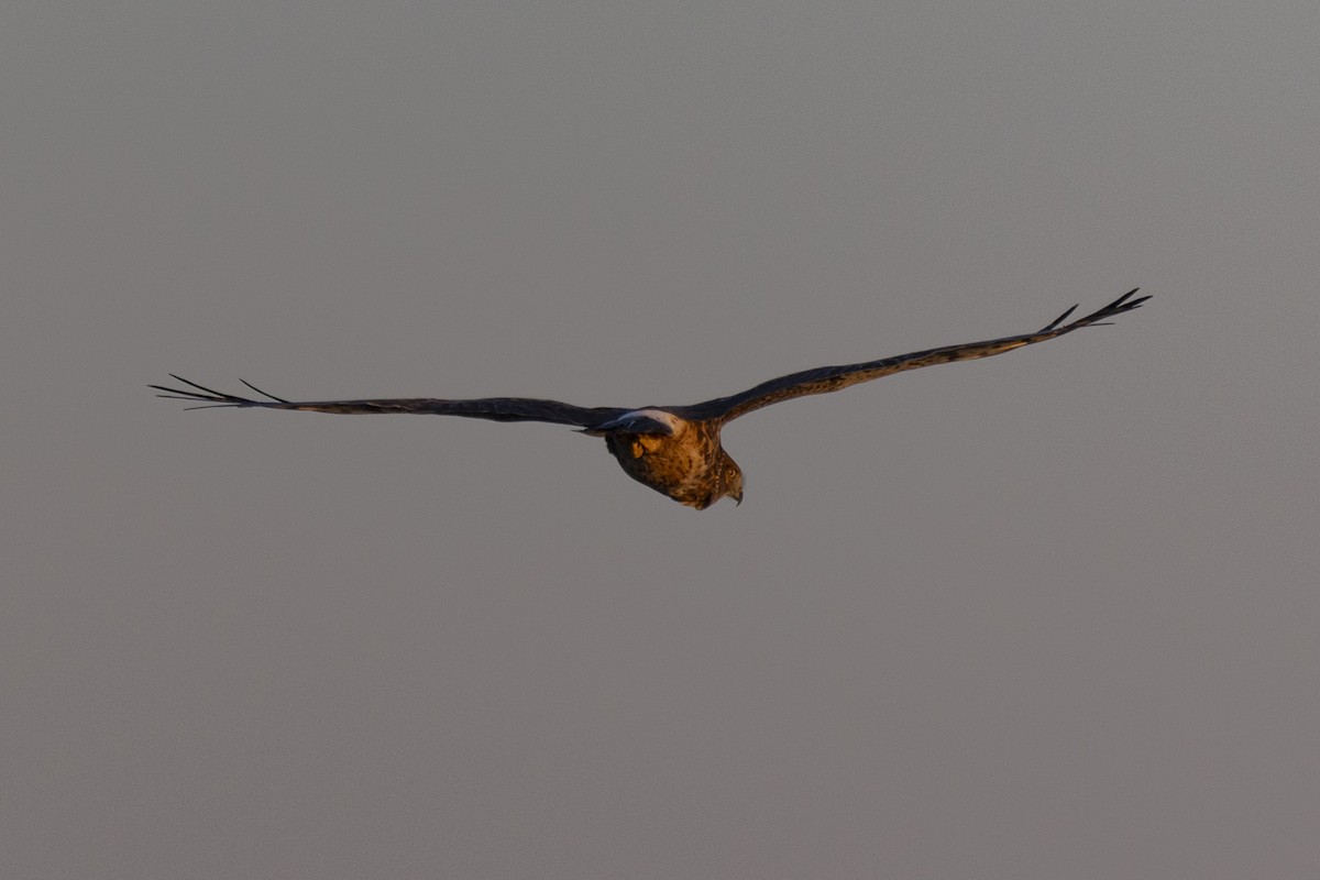 Northern Harrier - ML612322411