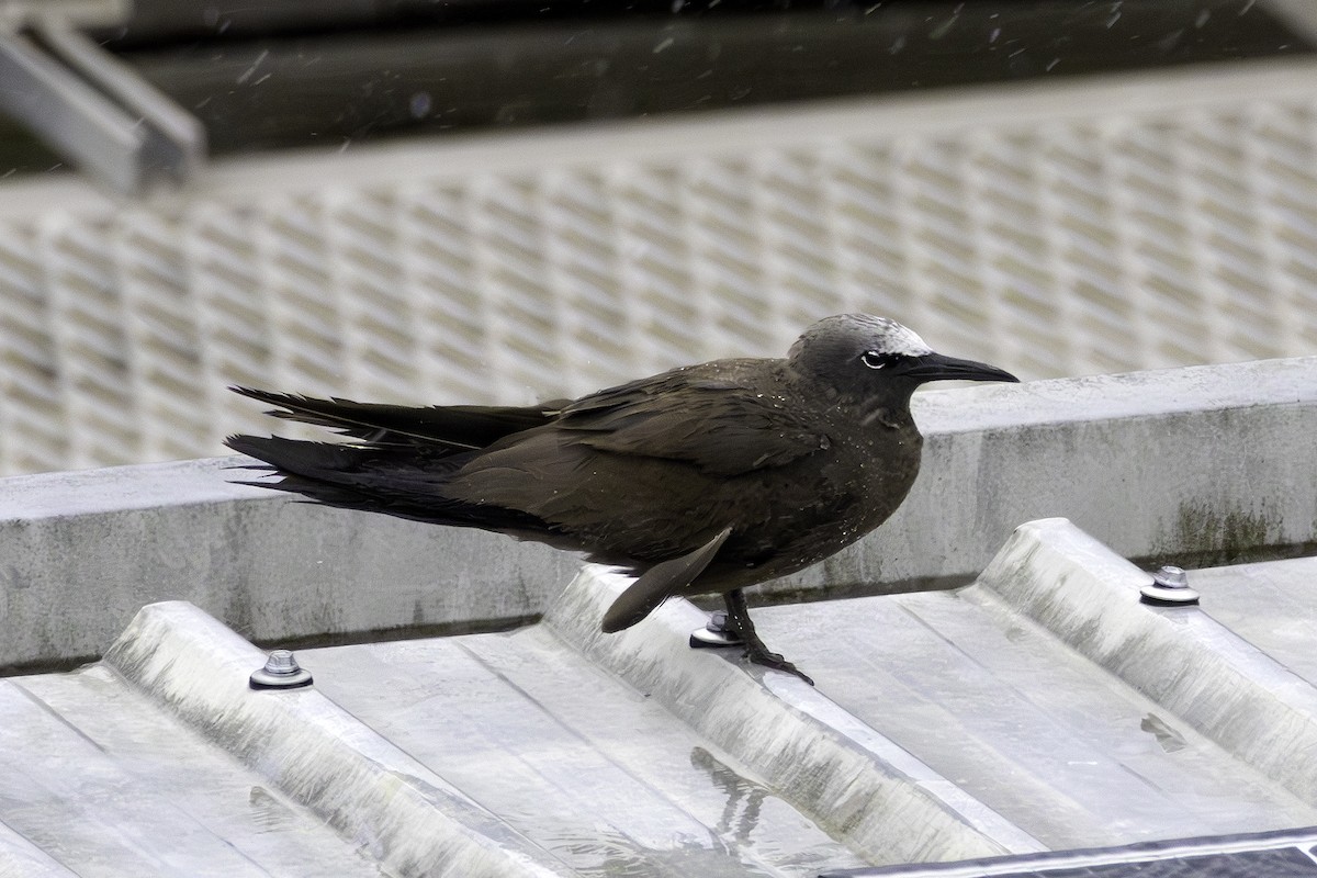 Brown Noddy - ML612322418