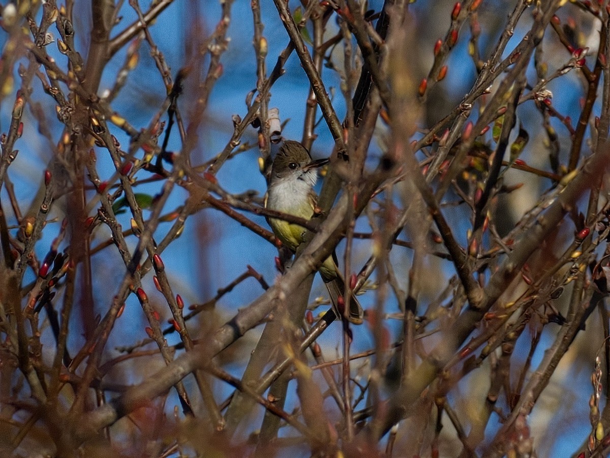 Dusky-capped Flycatcher - Ian  Gledhill