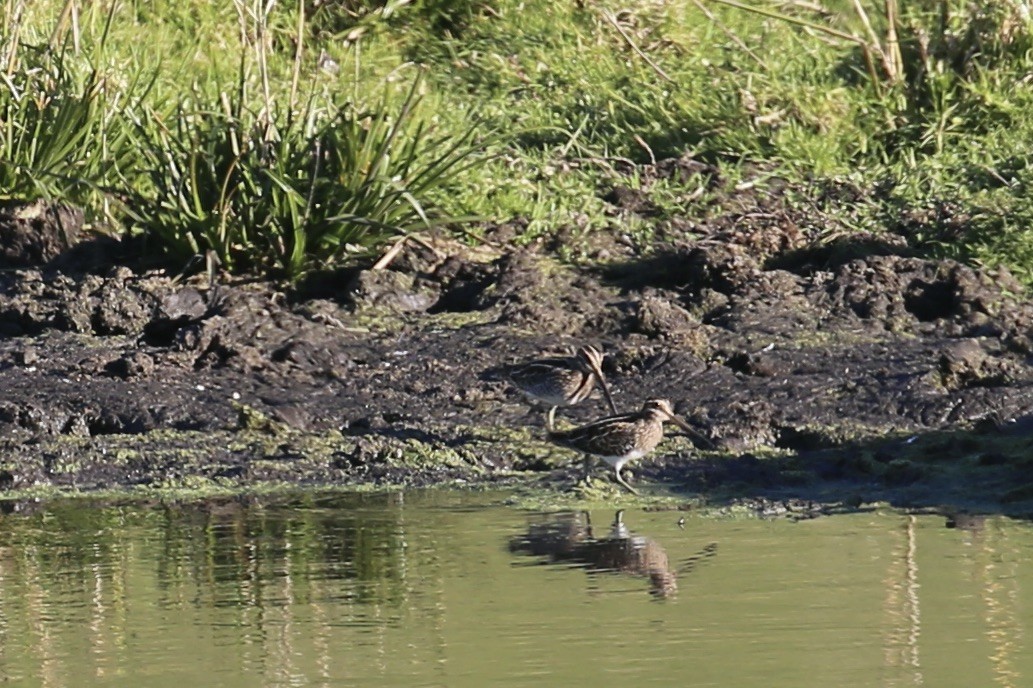 Wilson's Snipe - ML612322535