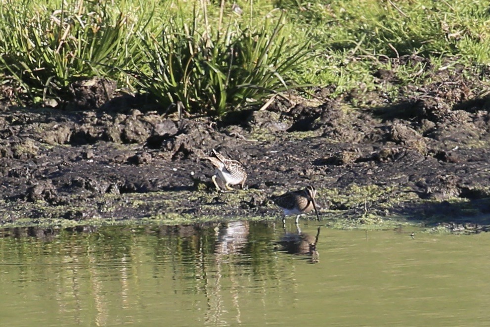 Wilson's Snipe - ML612322536