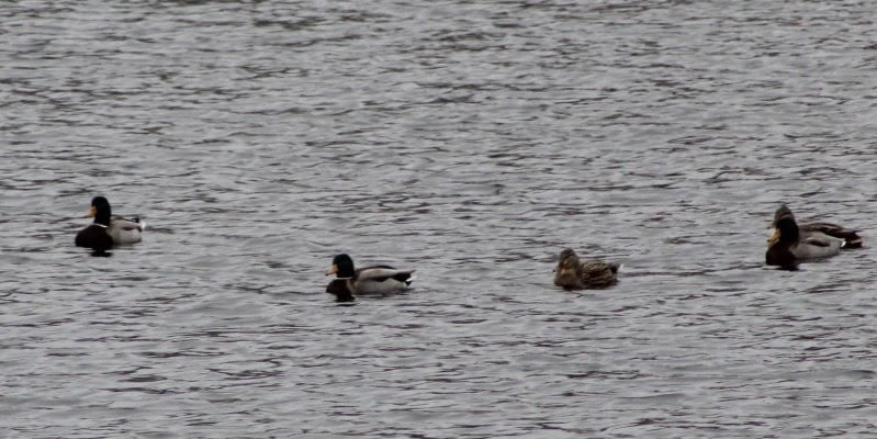 Mallard - Joseph Kouba