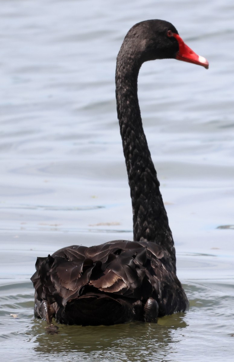 Black Swan - ML612322603