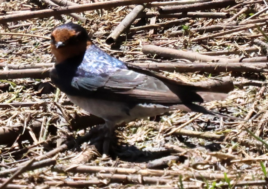 Golondrina Australiana - ML612322612