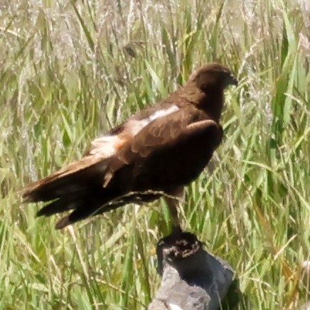 Swamp Harrier - ML612322634