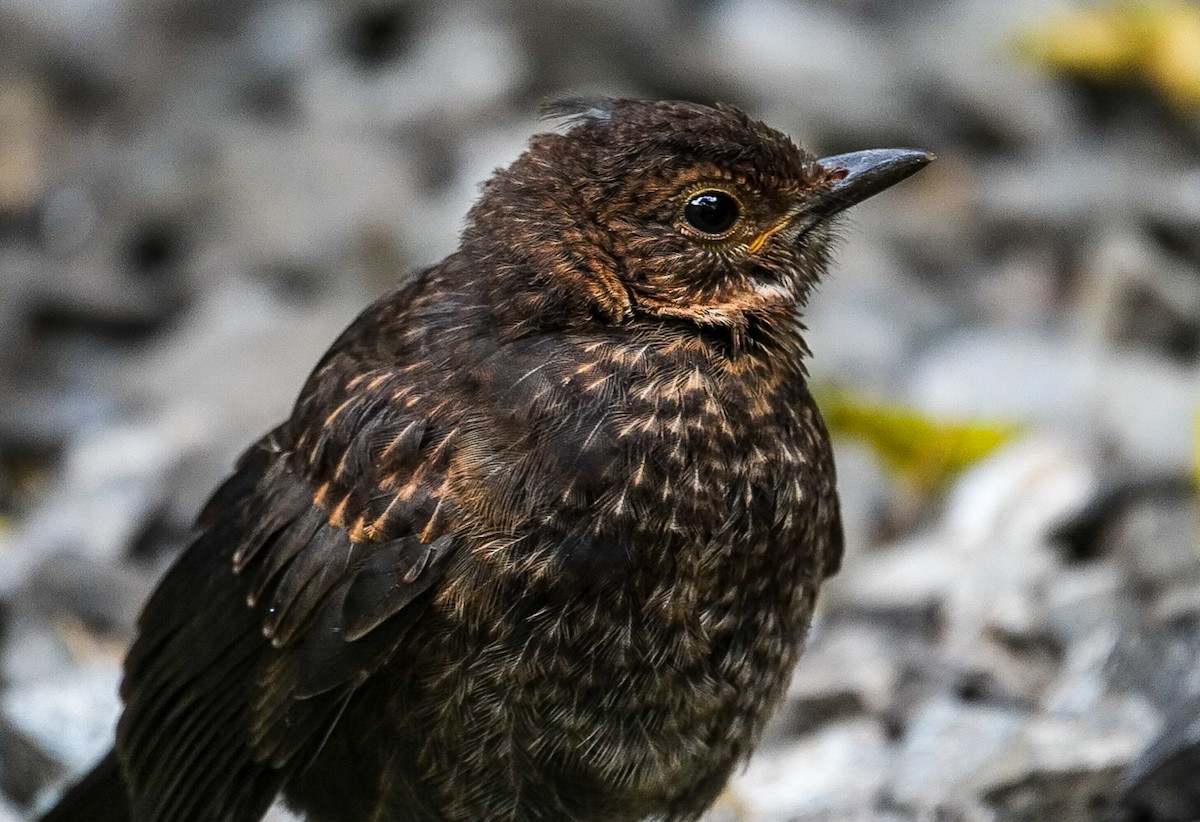 Eurasian Blackbird - Alfie Benbow