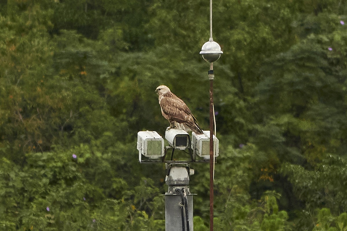 Upland Buzzard - ML612322905