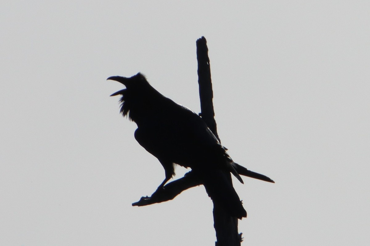 Common Raven - ML612322991