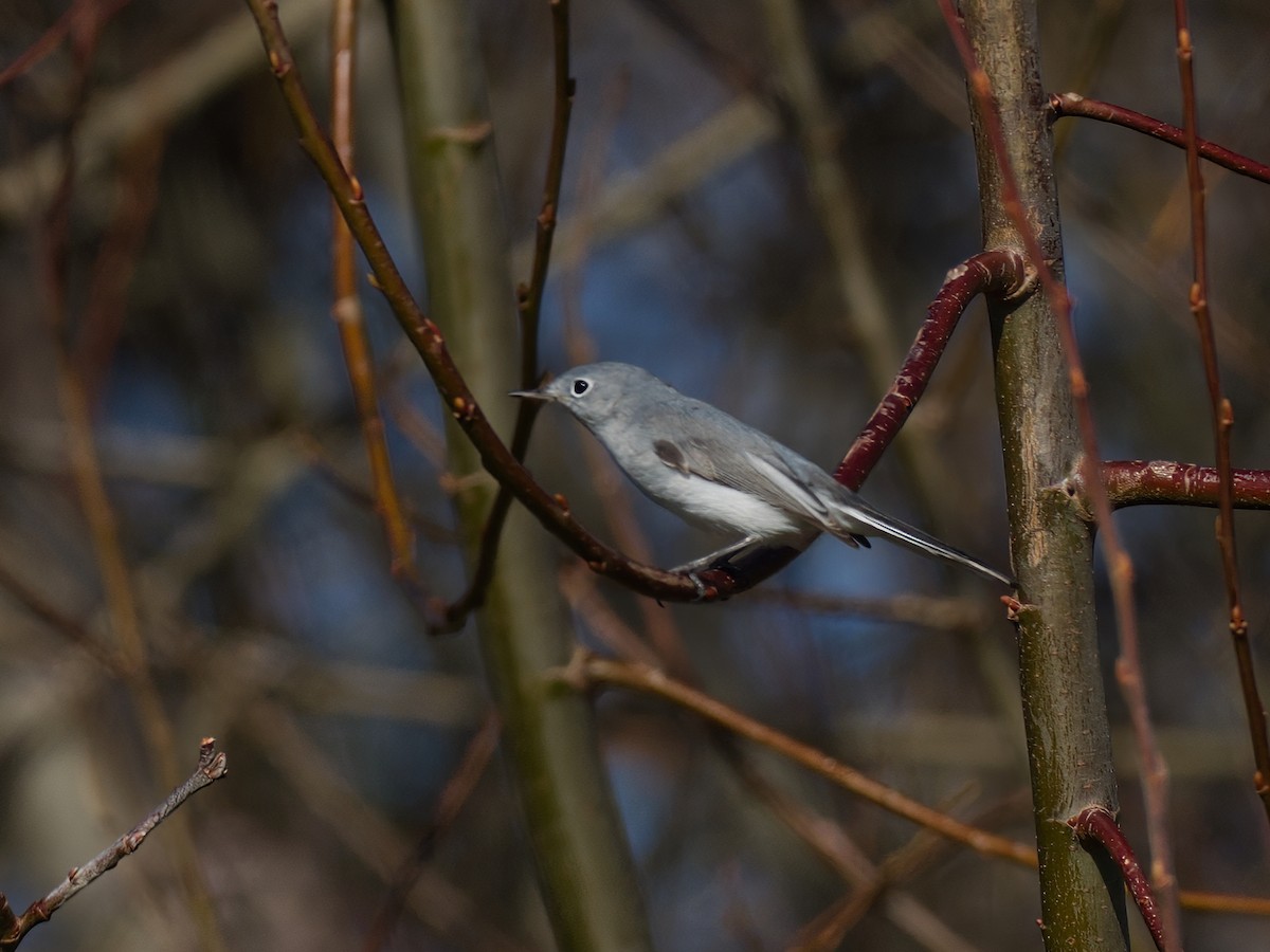 Blue-gray Gnatcatcher - ML612323006