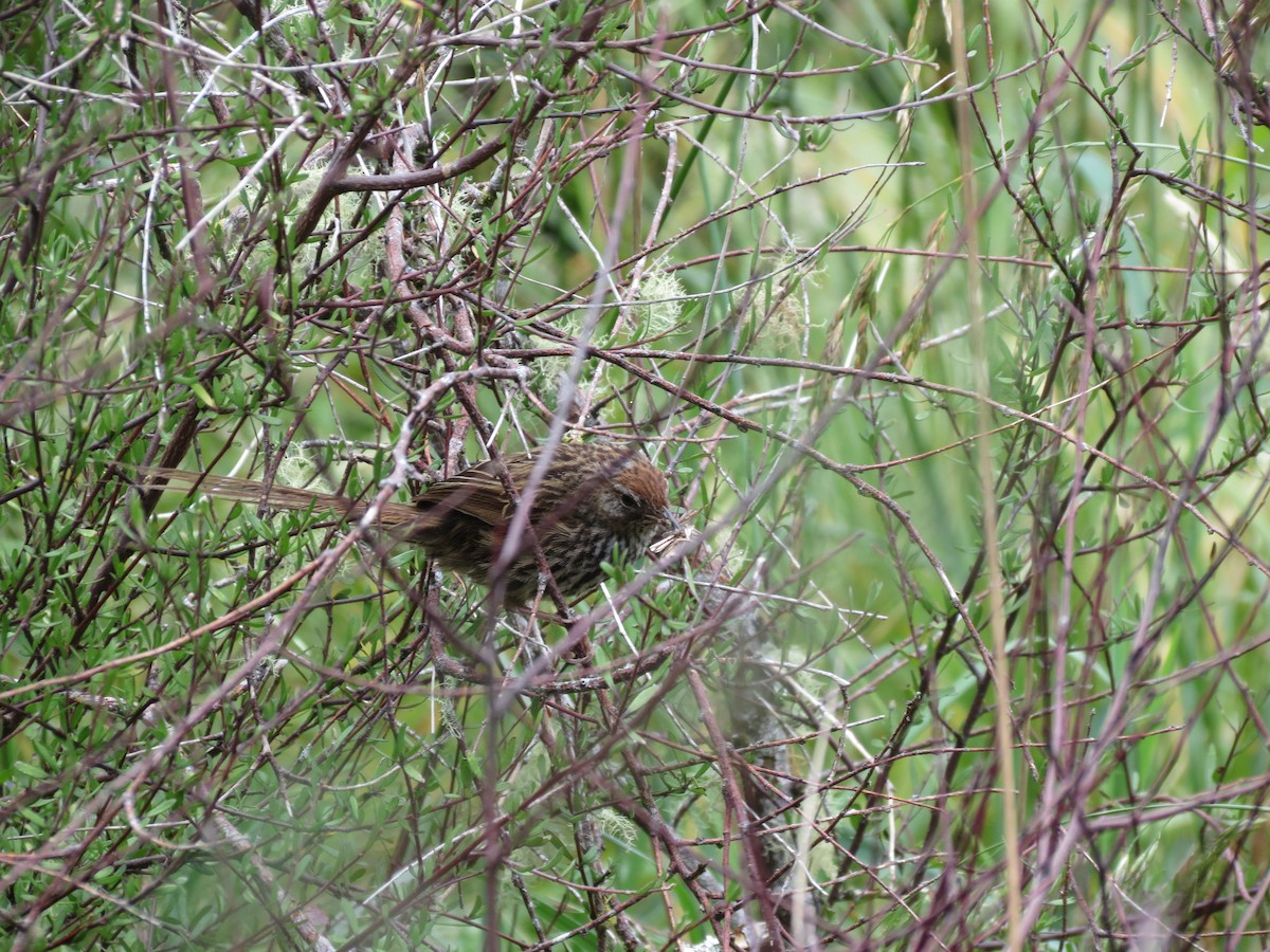 New Zealand Fernbird - ML612323014