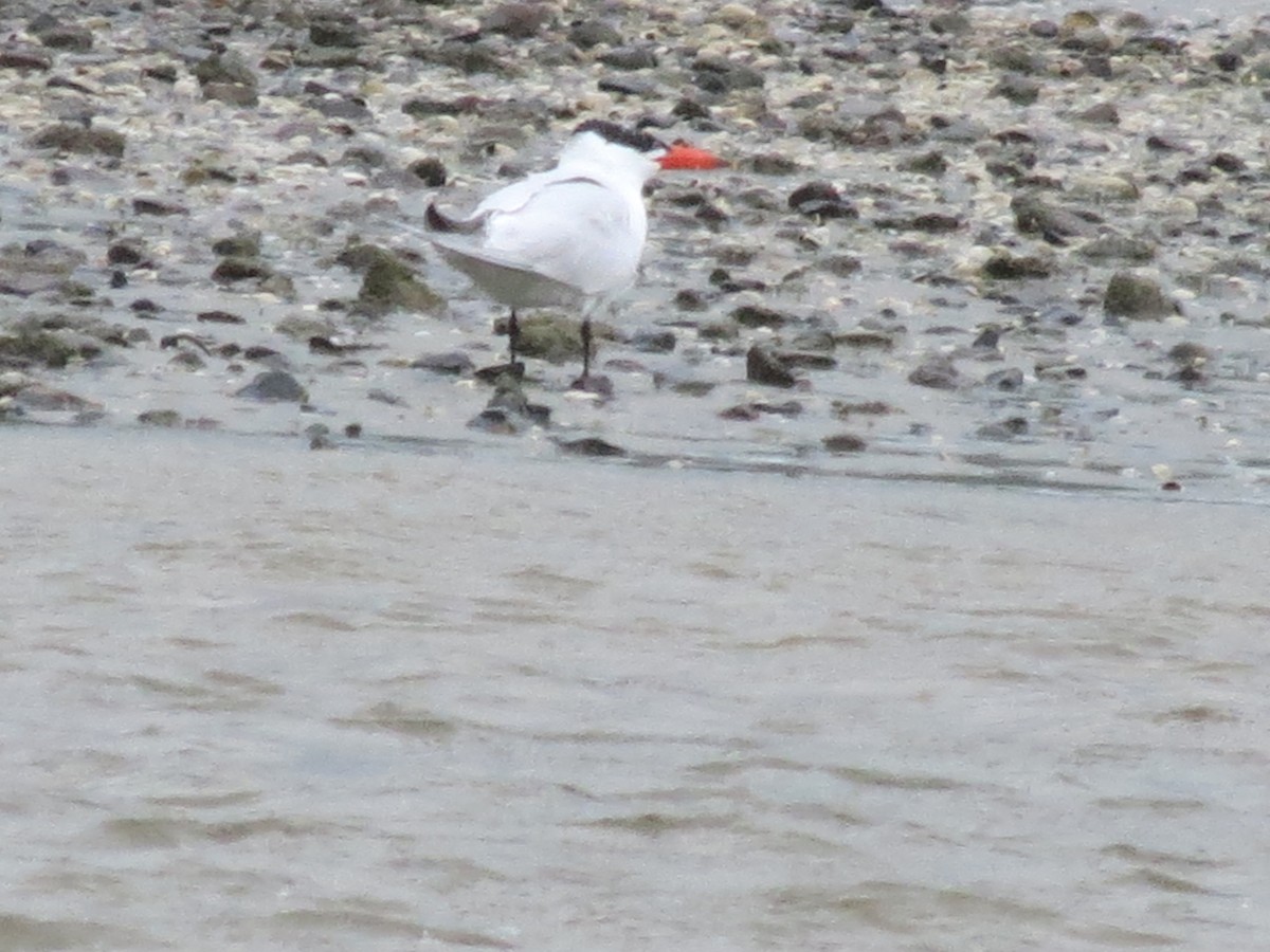 Caspian Tern - ML612323128