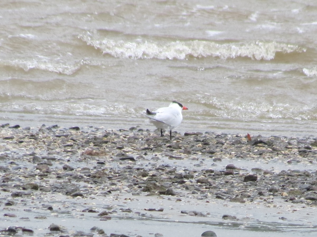 Caspian Tern - ML612323129