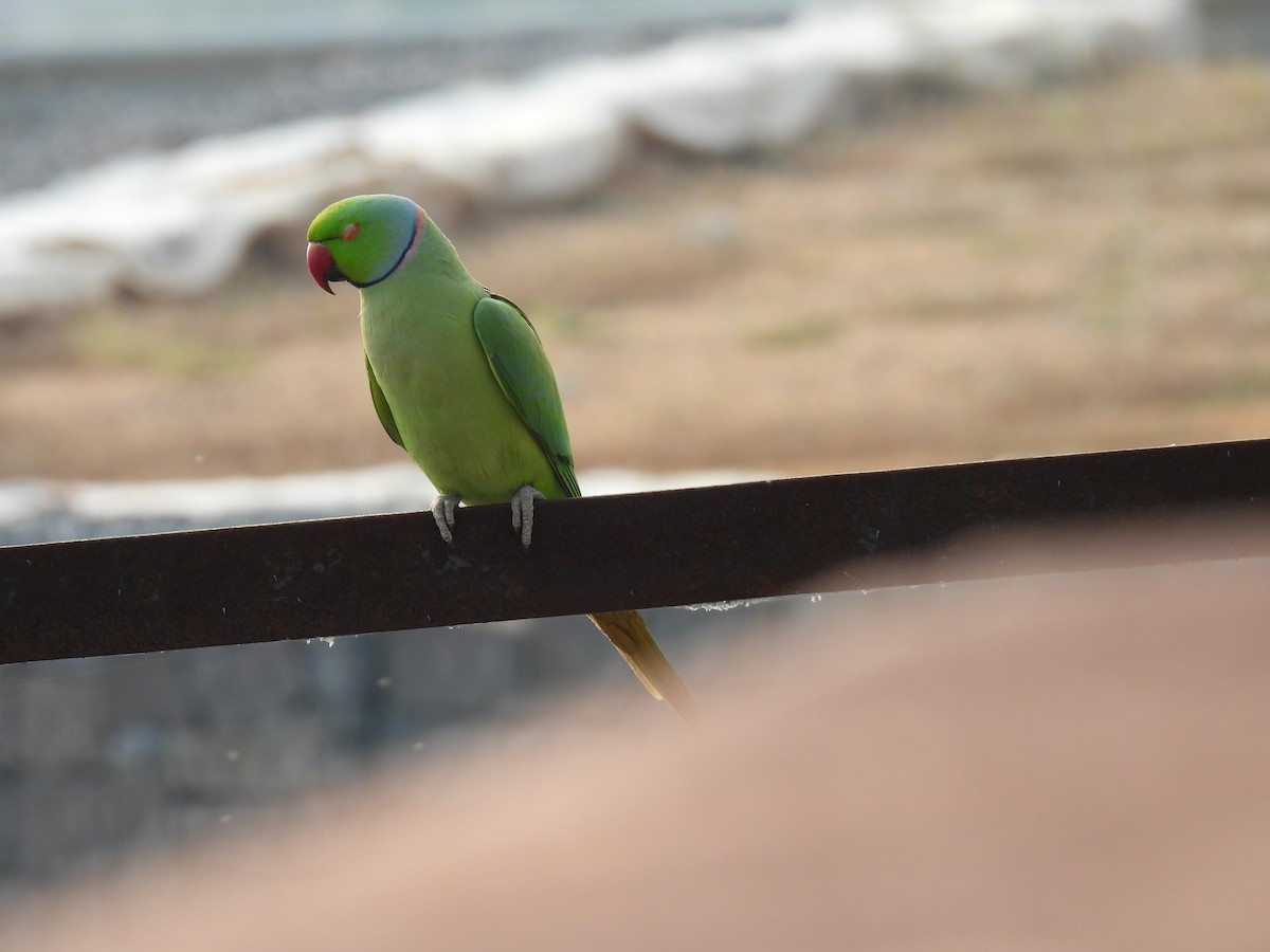 Rose-ringed Parakeet - ML612323168