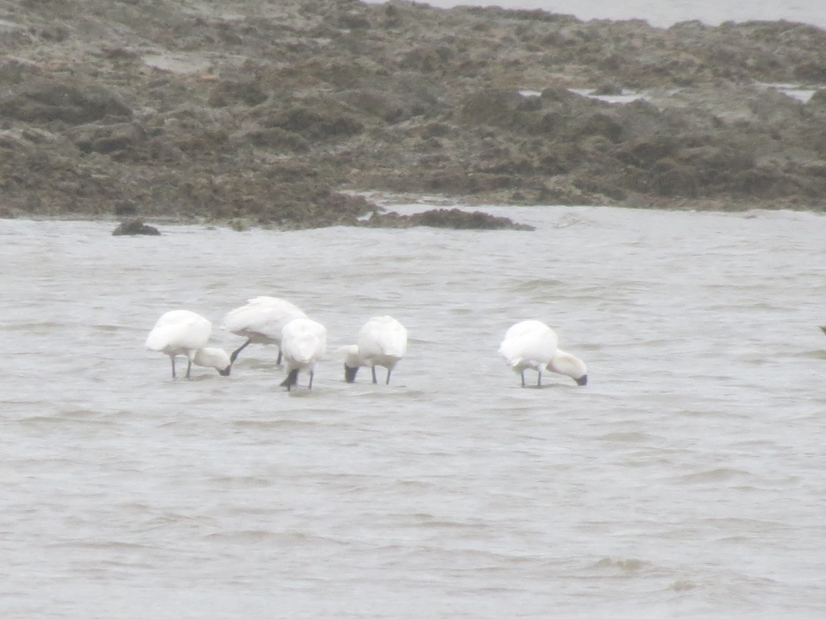 Royal Spoonbill - Chaucey Ellis