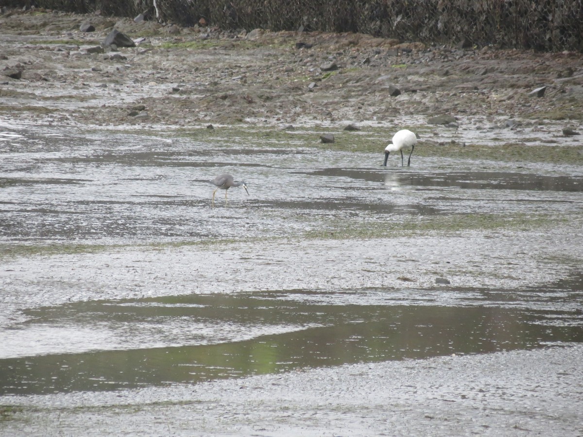 Royal Spoonbill - ML612323175