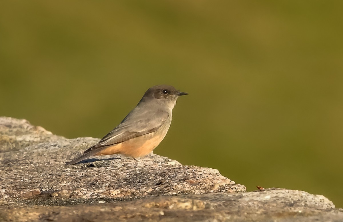 Say's Phoebe - ML612323234