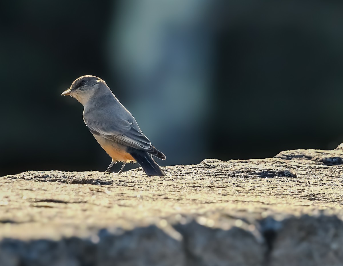 Say's Phoebe - ML612323235