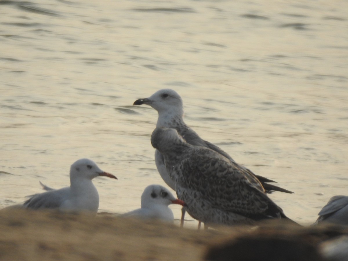 Slender-billed Gull - ML612323238