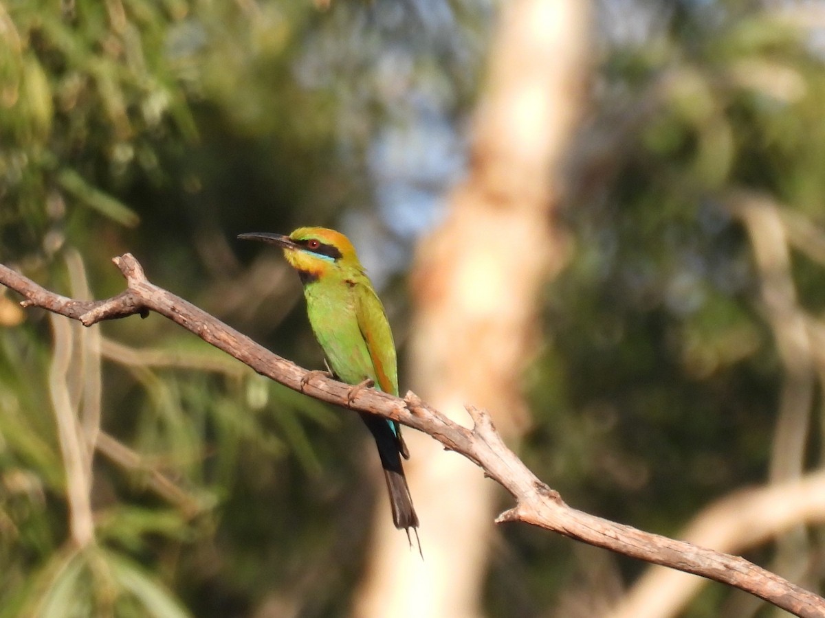 Rainbow Bee-eater - ML612323396