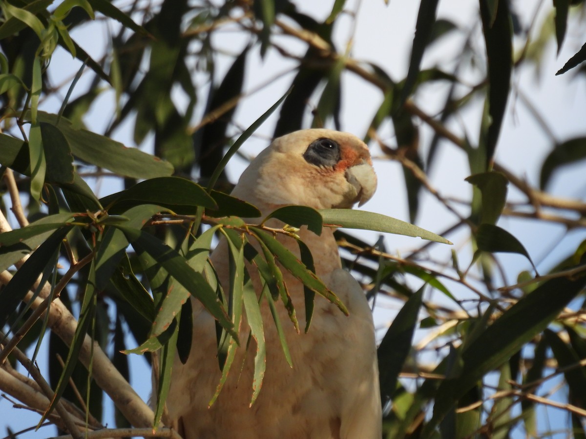 Cacatúa Sanguínea - ML612323401