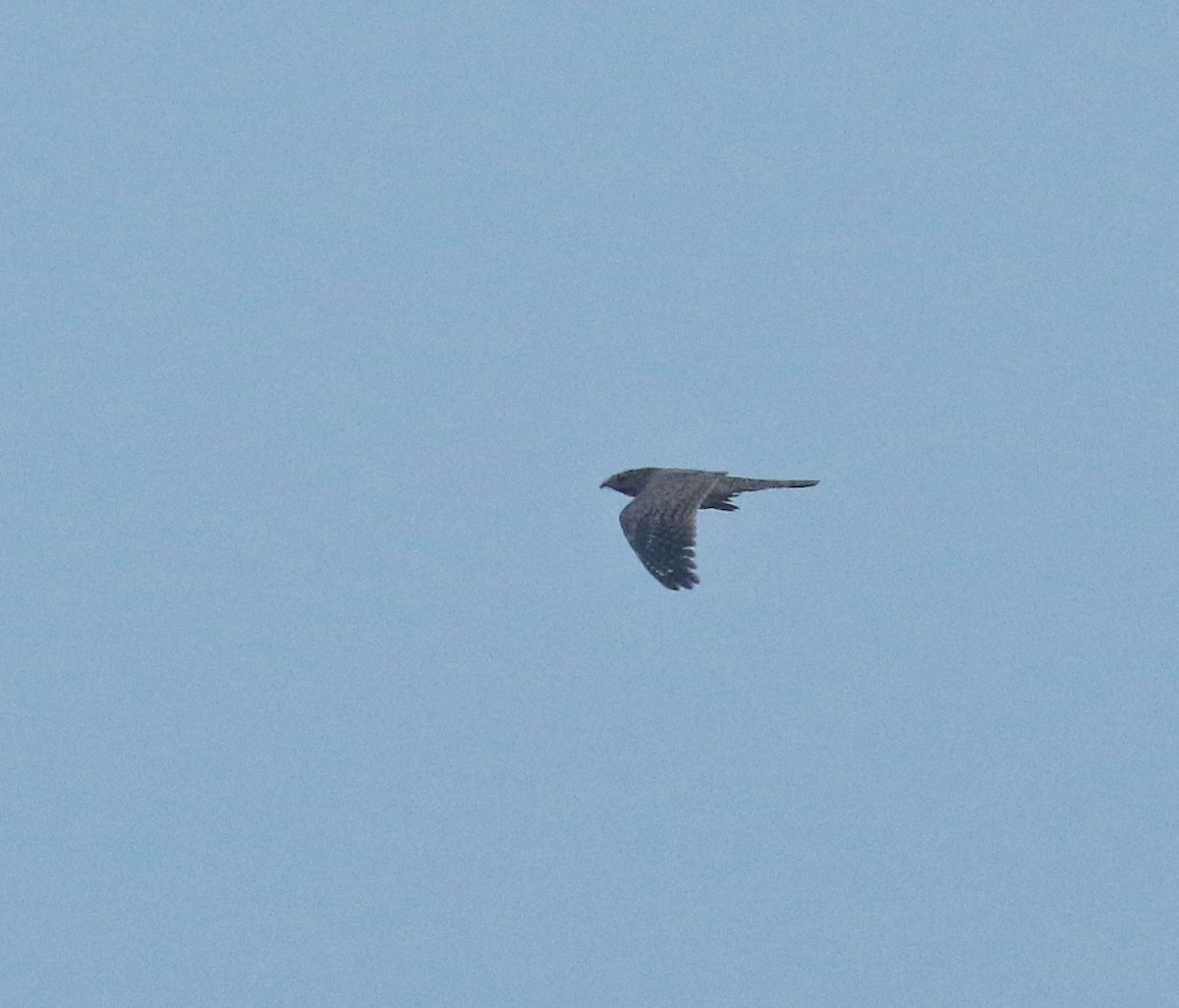 Egyptian Nightjar - Shayan Behbahani