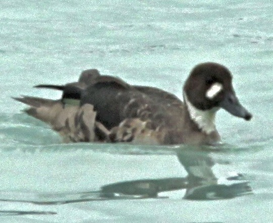 Spectacled Duck - ML612323418