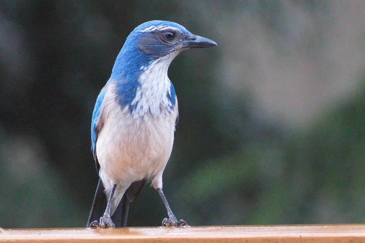 California Scrub-Jay - ML612323478