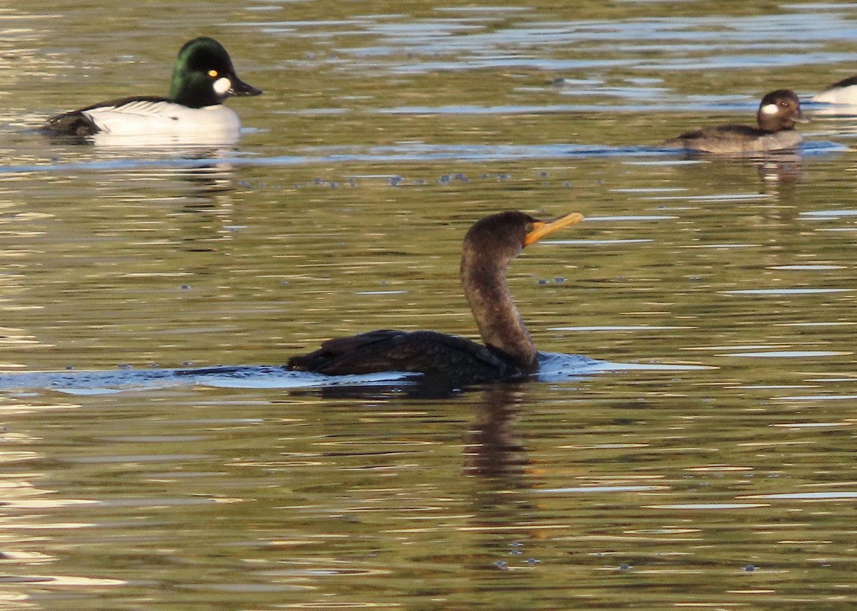 Cormoran à aigrettes - ML612323486