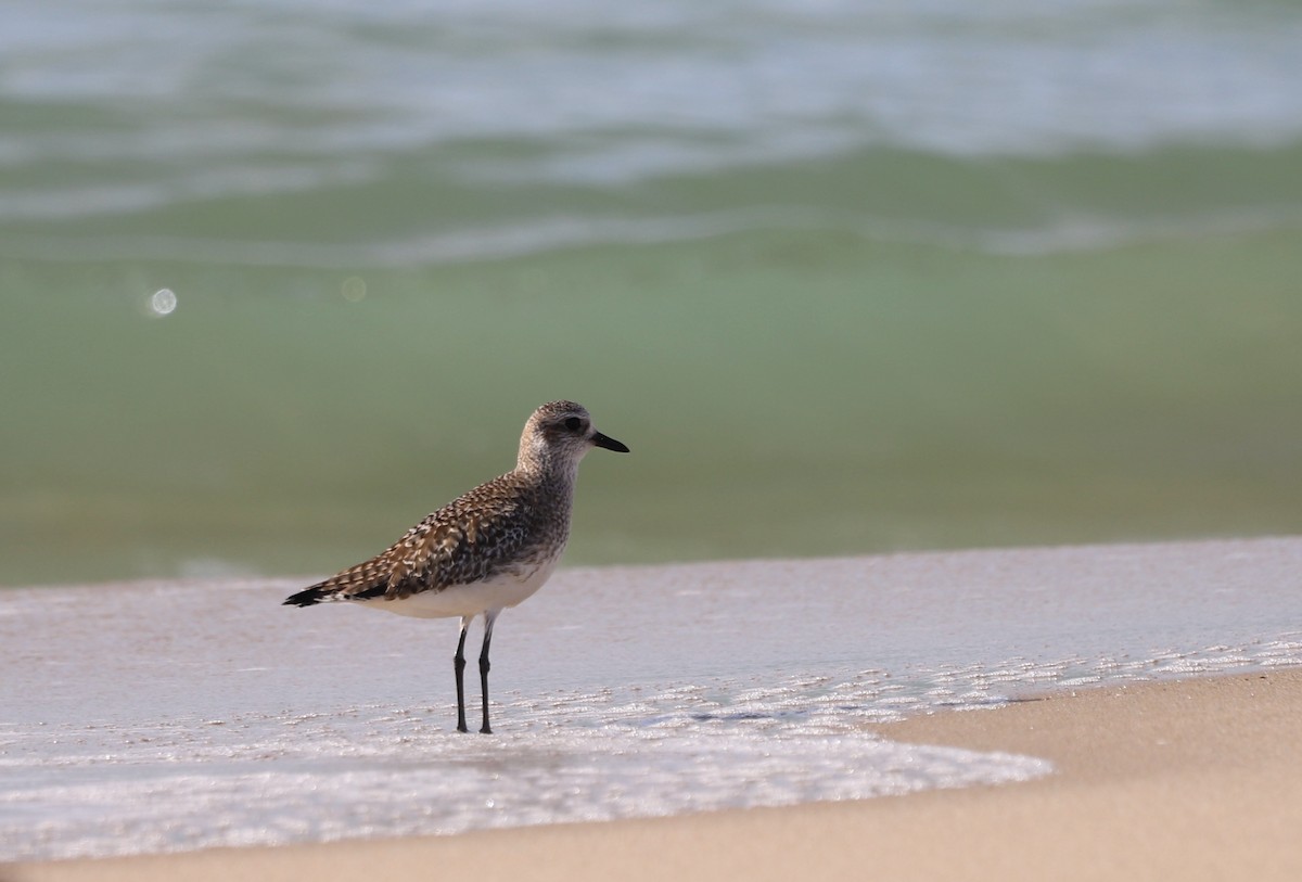 Black-bellied Plover - ML612323489