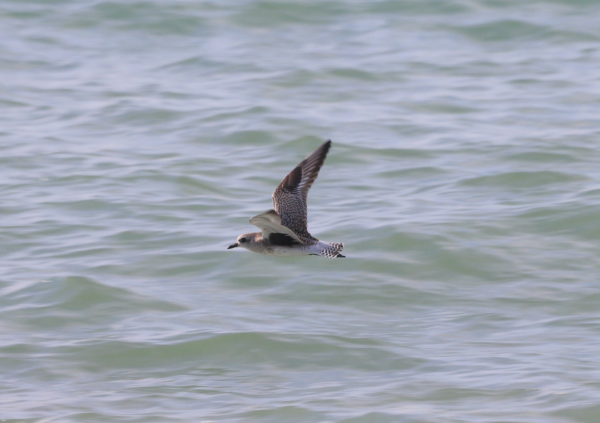 Black-bellied Plover - ML612323490