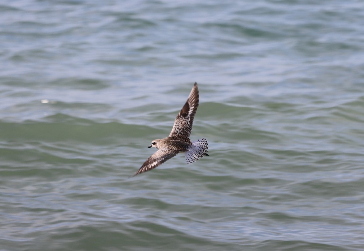 Black-bellied Plover - ML612323491