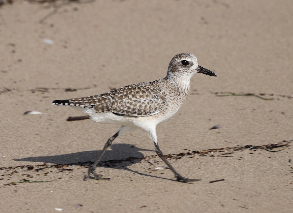 Black-bellied Plover - ML612323492