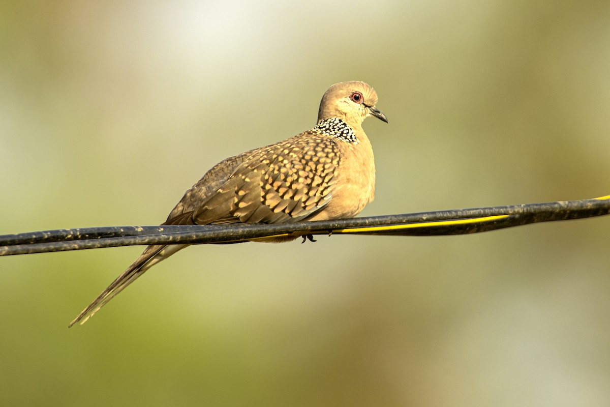 Spotted Dove - ML612323660