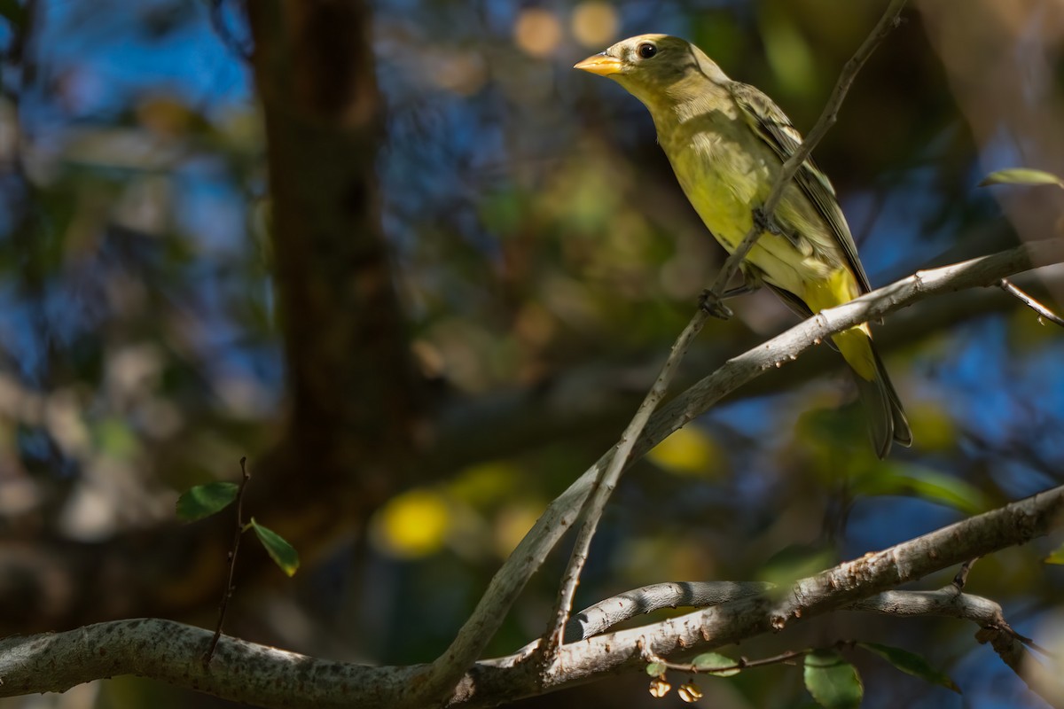 Western Tanager - ML612323681