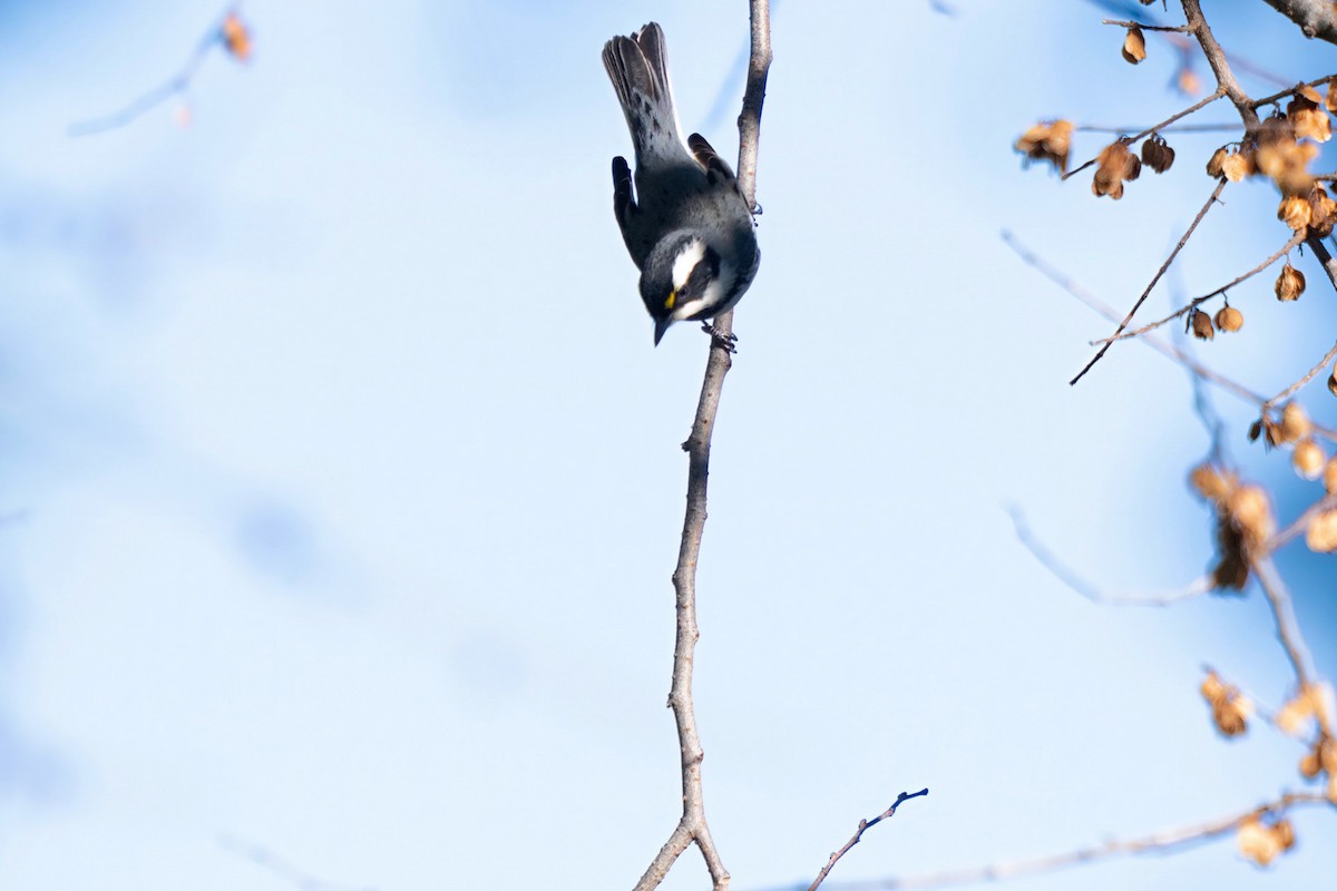 Black-throated Gray Warbler - ML612323690