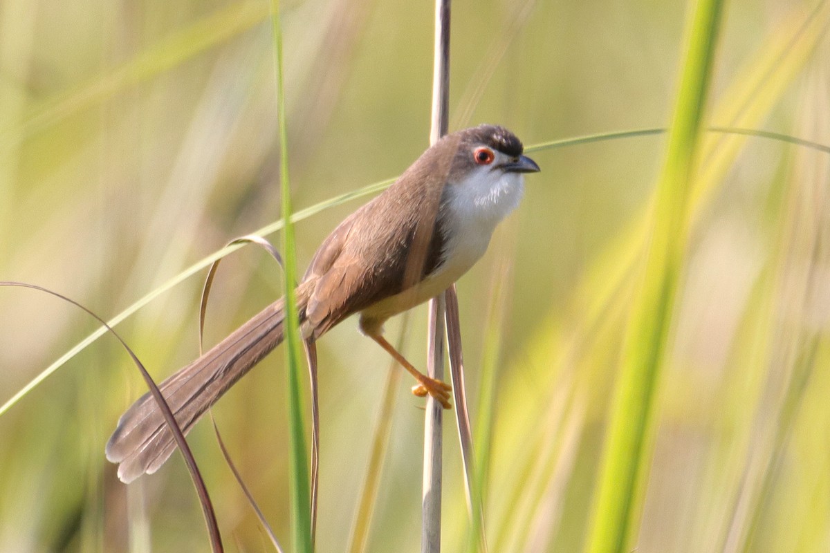 Yellow-eyed Babbler - ML612323711