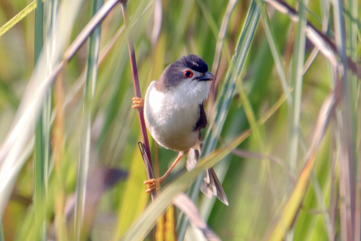 Yellow-eyed Babbler - ML612323713