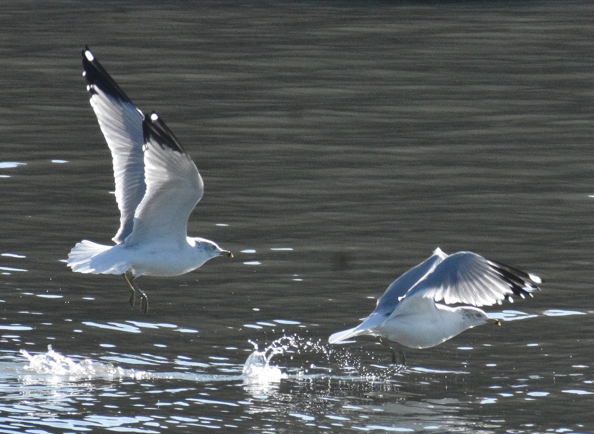 Ring-billed Gull - ML612323715