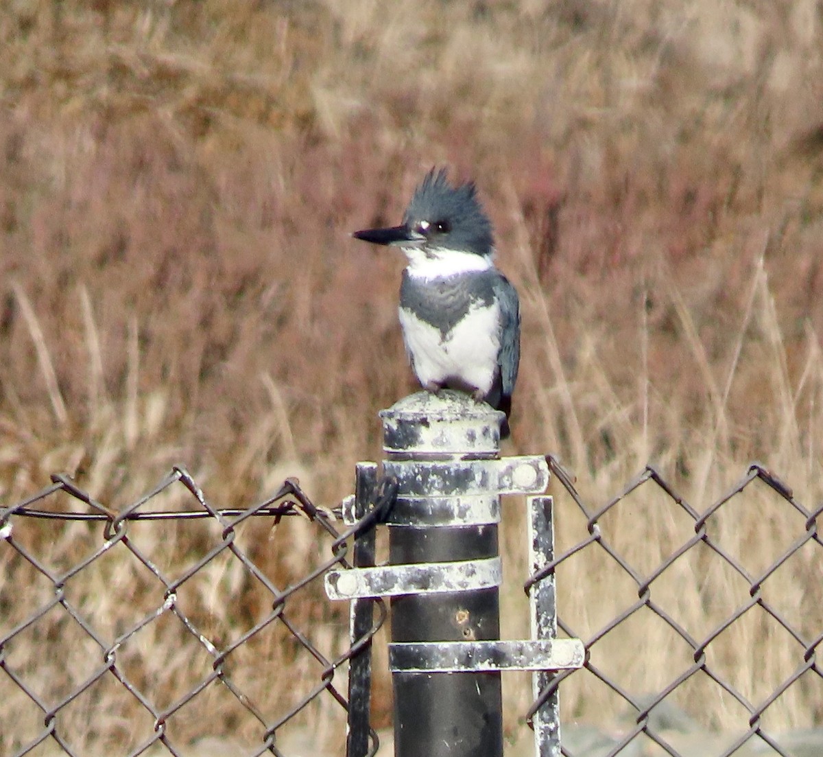 Belted Kingfisher - ML612323729