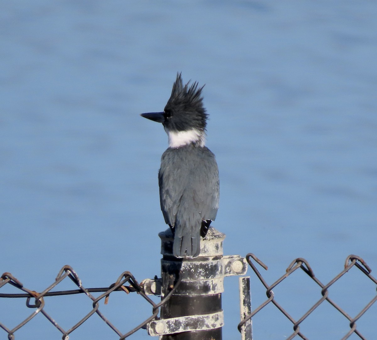 Belted Kingfisher - ML612323730