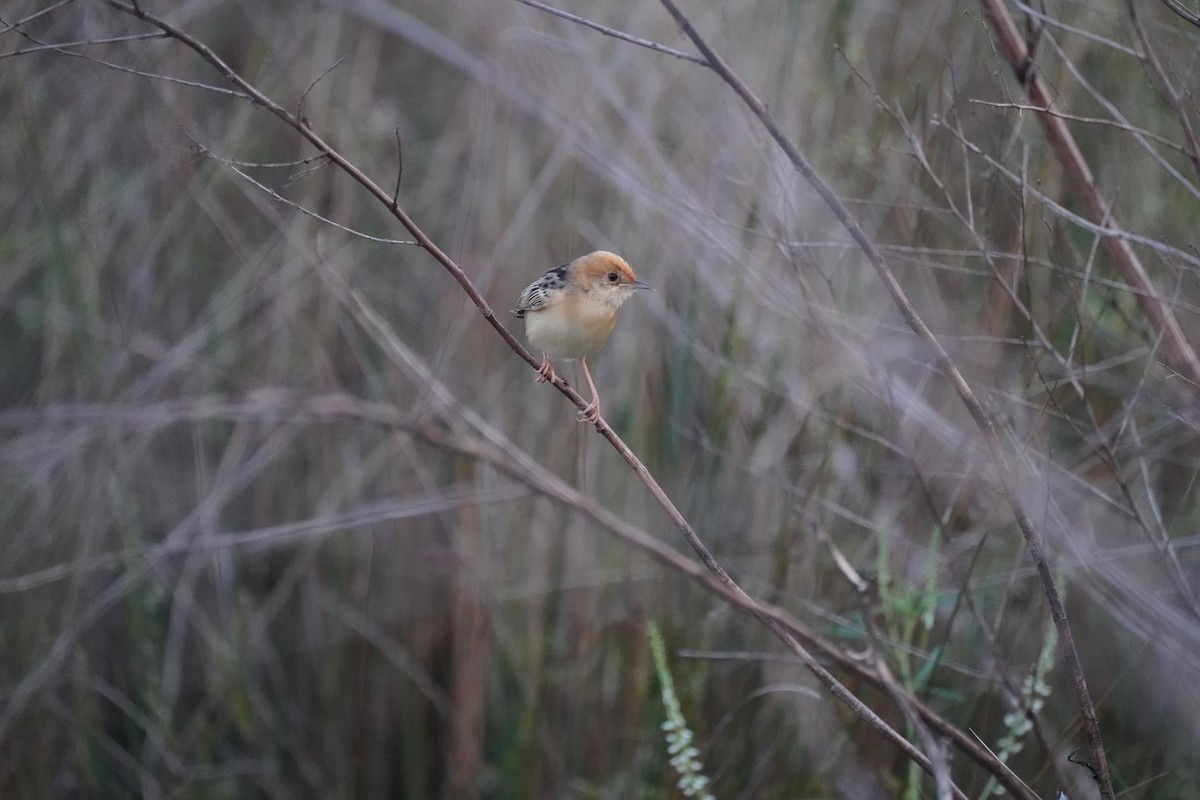 Golden-headed Cisticola - ML612323741