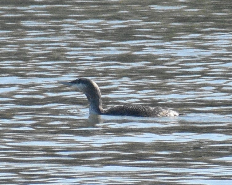 Red-throated Loon - ML612323747