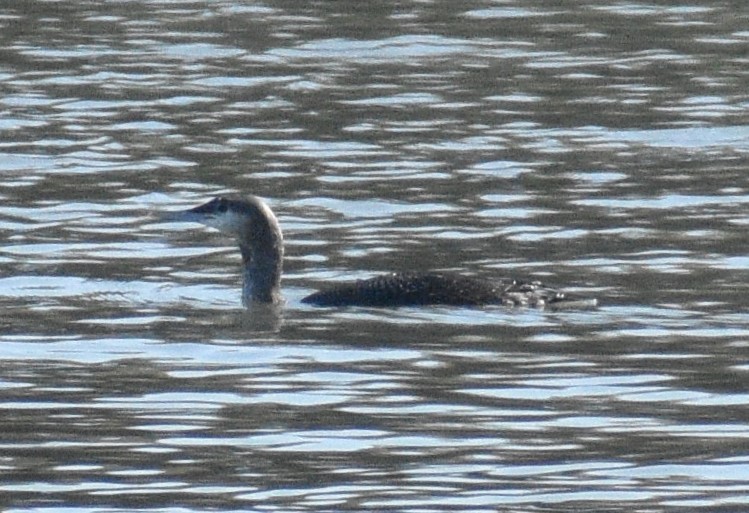 Red-throated Loon - ML612323748