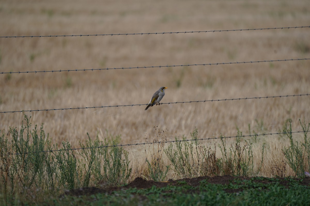 Yellow-throated Miner - ML612323752