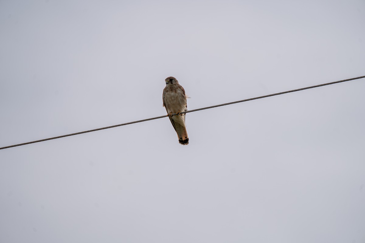 Nankeen Kestrel - ML612323766