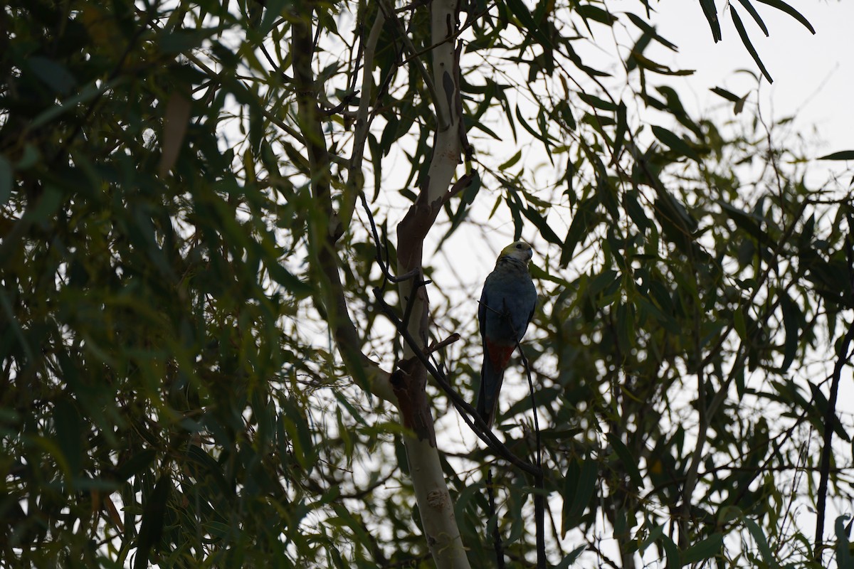 Pale-headed Rosella - ML612323775